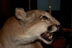 This is a real cougar.