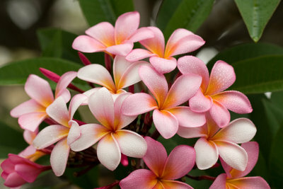 O Frangipani tem flores muito bonitas.