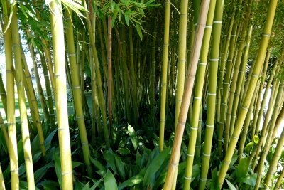El bambú es una planta notable.