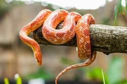 Węże zbożowe to smukłe węże dusiciela.