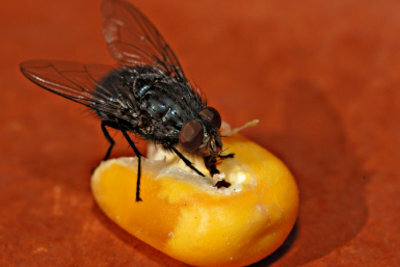 Fly maggots must be fought intensively.