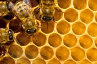 Properly treat bees with oxalic acid