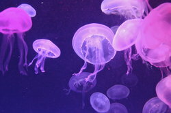 Algunas medusas pueden rejuvenecerse indefinidamente.