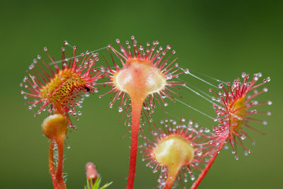 There are different types of carnivorous plants.
