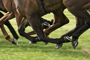 Zirga kājas ir pakļautas lielam stresam - tāpēc bieži tiek lauztas kājas.