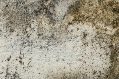 Mold removal can also be done naturally.