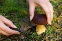 Raccogliere e determinare correttamente i funghi