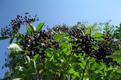 La baya del saúco se ha utilizado en la medicina herbal durante siglos.
