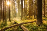 단계별로 설명하는 숲의 물질 순환