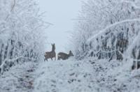 Взимку посипати кормом оленів