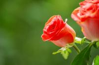 Skötsel och beskärning av rosor