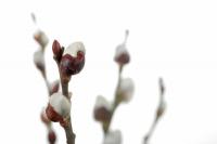 Catkins: Plant an ornamental shrub in the garden and care for it properly