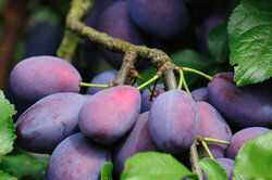 A plum tree can be attacked by various pests.