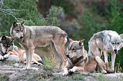 늑대는 육식 동물입니다.