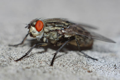 Кужна муха се може брзо борити.