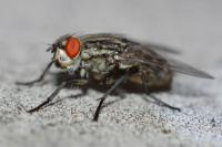 Prevent the plague of flies on the terrace