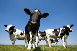 Le mucche producono gas serra.