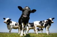 ما هي كمية الميثان التي تنتجها البقرة؟