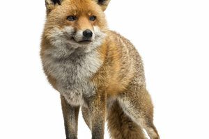 Le renard roux a inspiré Mozilla Firefox.