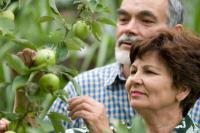 Φυτέψτε μηλιές και άλλα οπωροφόρα δέντρα