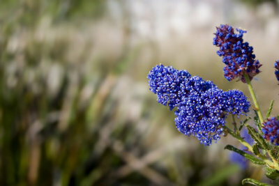 仙骨の花はほとんど青です。