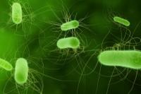 How do bacteria multiply?