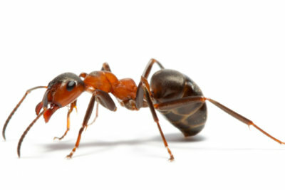 Myror finns nästan överallt.