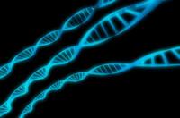 Mänsklighet och banan: DNA