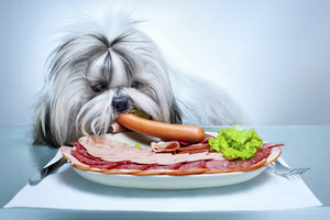 Кучетата не виждат причина да се откажат от свинското месо.