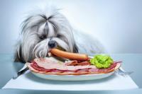 Kŕmte psa bravčovým mäsom