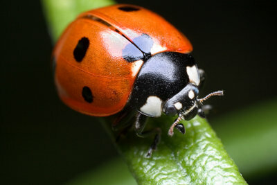 Ladybugs are beneficial insects. That is why they should be protected.