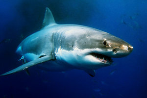 De nu zeldzame grote witte haai.