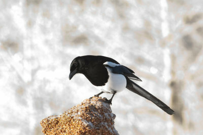 The magpie - a flying thief?