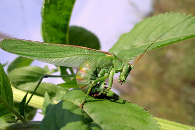 Скакалец - пеещото насекомо