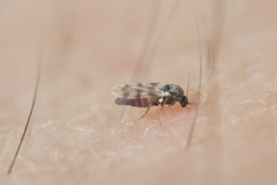 A black fly bite causes severe itching and swelling.