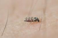 Effective remedies against the black fly