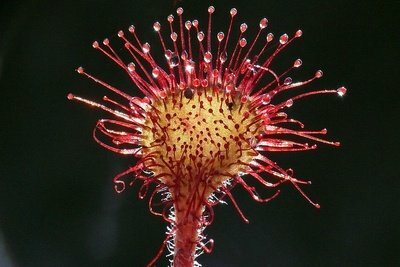 The sticky trap of the sundew - a special case of the star cell.