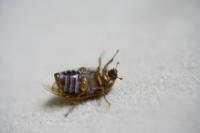 Małe brązowe chrząszcze w sypialni