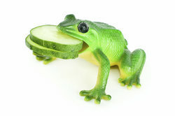 Са малим, тупим зубима, жабе се могу држати за свој плен.