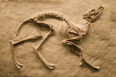Fossil finds confirm the theory of evolution.