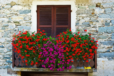 Balcony geraniums are a real splendor and can be hibernated well.
