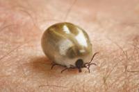 How long do ticks survive in the apartment?