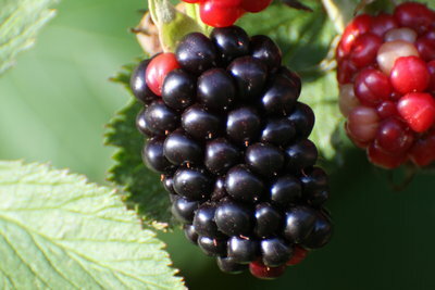 Blackberries are high in iron.