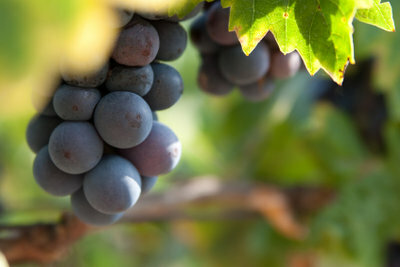 Panen anggur di Italia: perencanaan itu penting