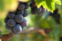 Olaszországba a szőlő betakarítására