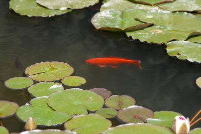 Los peces se sienten bien en el estanque.