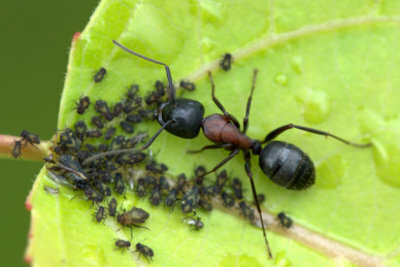 As formigas comem a melada dos pulgões.