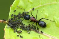 Τι τρώνε τα μυρμήγκια;