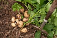 Metti le patate da semina fatte bene