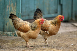I polli beccano il foraggio verde nel prato e cercano i vermi.